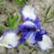 Kerti virágok 7;  Törpe Irisz
