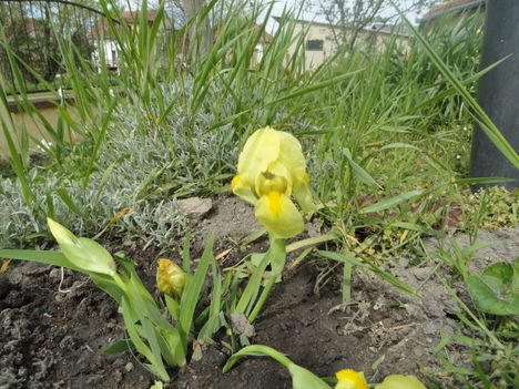 Kerti virágok 8 ; Sárga törpe irisz