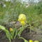 Kerti virágok 8 ; Sárga törpe irisz