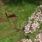 rózsaszínvirágú májusfa - azaz amelyik lánynak már van udvarlója, az május 1-jén kaphat májusfát
