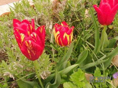 Tulipánok (1)