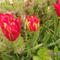 Tulipánok (1)
