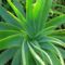 Aloevera