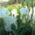 Feher_noszirom_1433165_8399_t