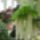 Majd_jovunk__a_ket_szomszed_puszi_nektek_1433281_4186_t