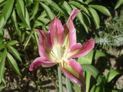 tulipán 