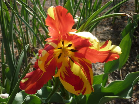tulipán