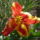Tulipan-008_1433018_1177_t