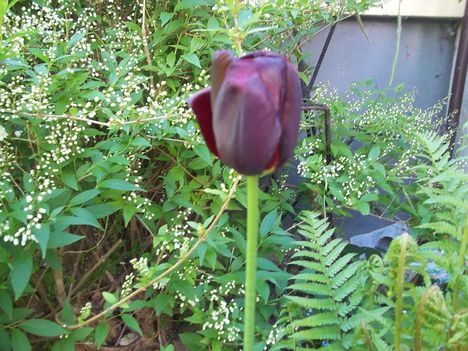 tulipán 