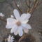 2012. Magnolia fa egyik virága