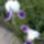 Irisz15_1434770_8111_t