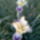 Irisz_14_1434766_3961_t