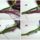 Irisz_m_1434495_3077_t