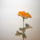 Rozsa003_1434762_5005_t