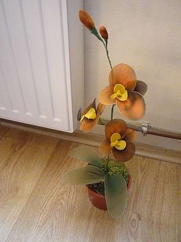 tarka orhidea