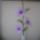 Viragaim_005_1434757_5471_t