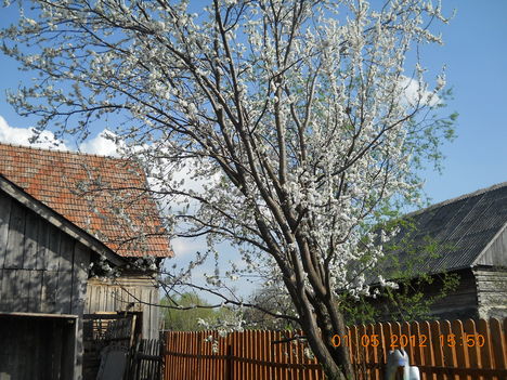 virágzó szilvafa