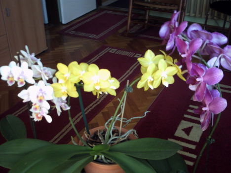 Orchideáim Anyák napjára 