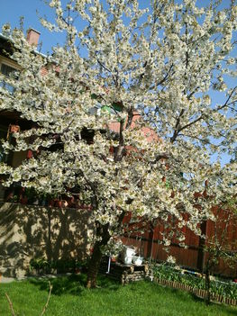 Cseresznyefa virágban 