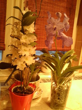 Dendrobium Nobile és Vanda