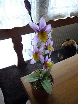 lila orhidea