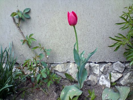 Egy Anyák Napjára nyílt tulipán