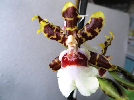 Orchideák 13; Cambria