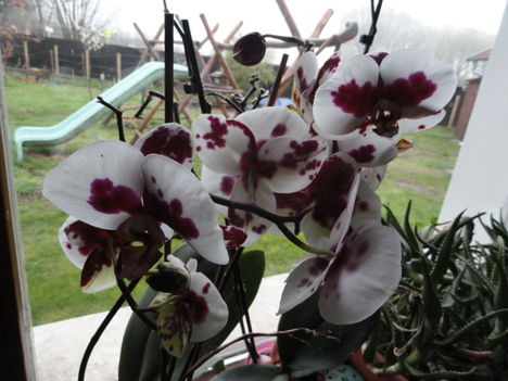Orchideák 14; Phalaenopsis 2012