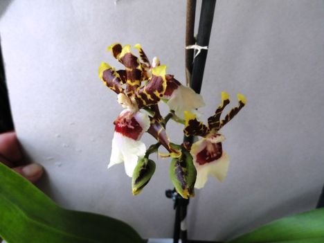 Orchideák 2