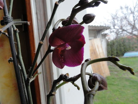 Orchideák 8; Phalaenopsis