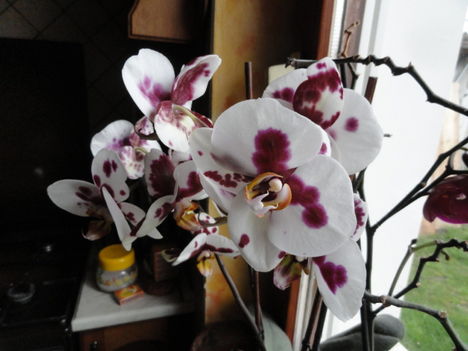Orchideák 9; Phalaenopsis