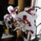 Orchideák 9; Phalaenopsis