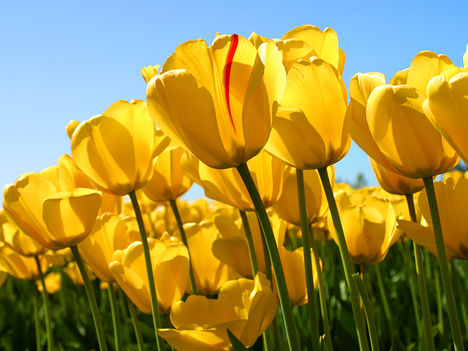 Tulips . Boldok Anyák napját !