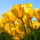 Tulips_anyak_napjara__1437091_1747_t