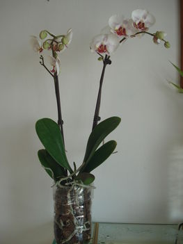 Édesanyám anyáknapi orchideálya :D