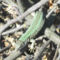 Lacerta viridis - zöld gyík