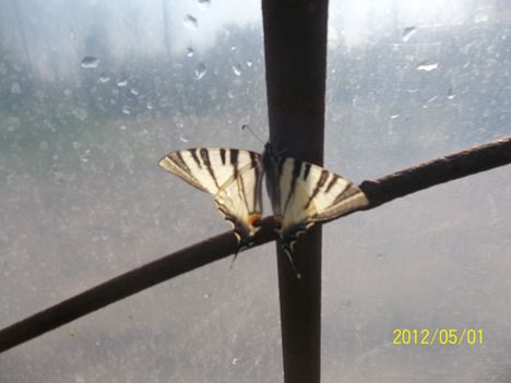 Papilio machaon - fecskefarkú pillangó