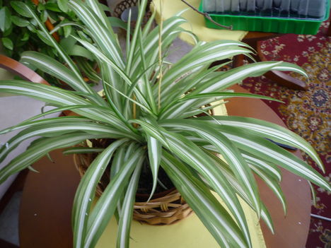 2012 Clorofitum