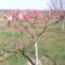 Kutyahegy(Sopron egy része) őszibarackfa virágzik