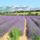 Provence-001_1439882_8704_t