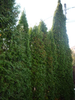 Thuja