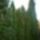 Thuja_1439348_4004_t