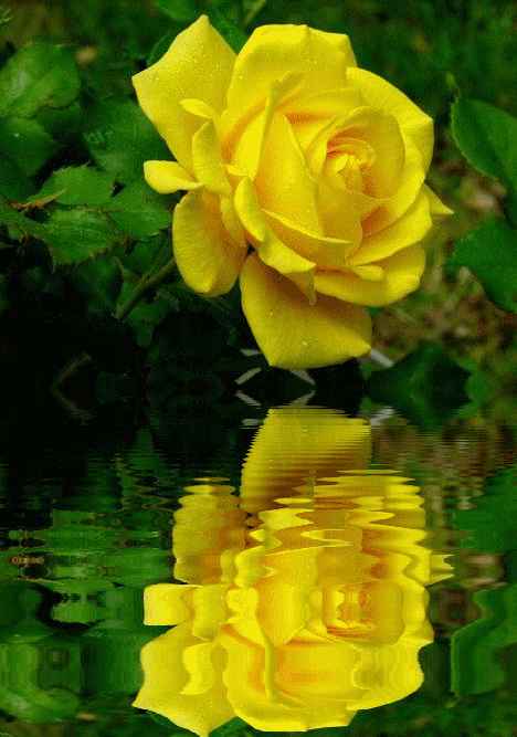 a kedvenc , sárga rózsa