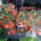 Begonia közelről 2010 (BONFIRE) Örömtűz begónia
