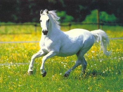 Fehér ló ...