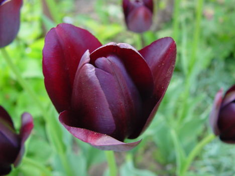 "Fekete" tulipánok Tündétől! 2