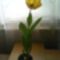 Fénykép 0292 tulipán