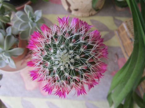 gömb kaktusz és viraága