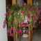 Karácsonyi kaktusz 2012 március
