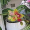 mini orchidea